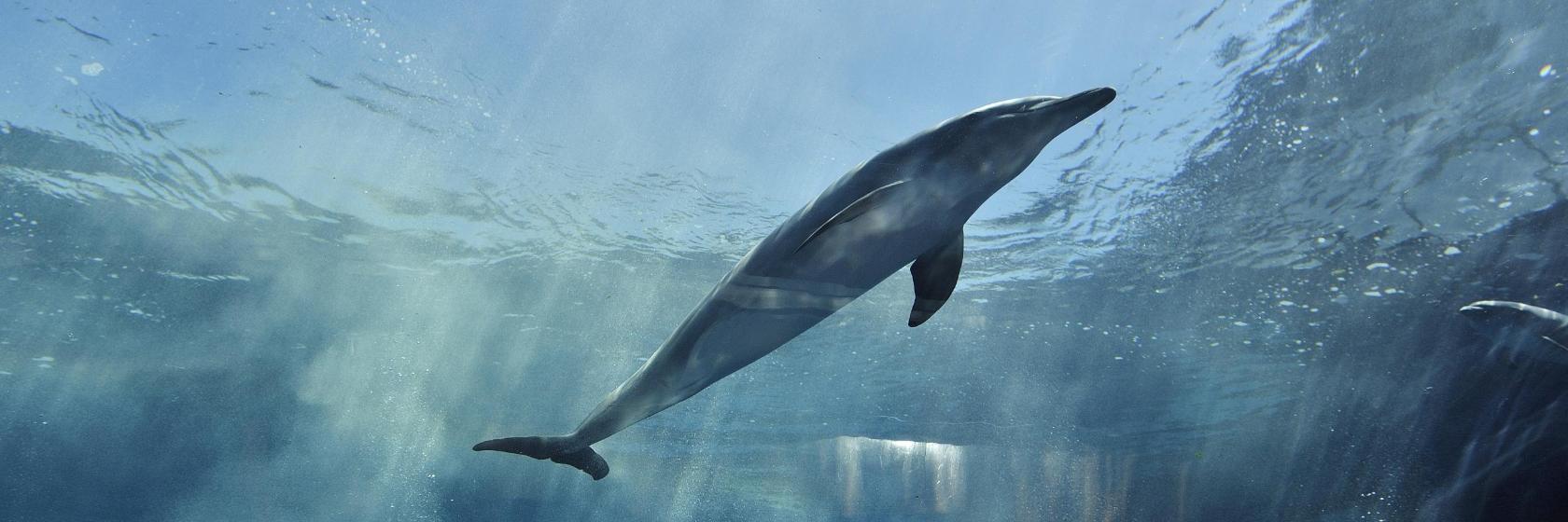 Acquario di Genova